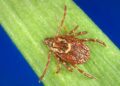New Virus Discovered in Swiss Ticks