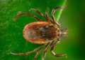 NIH Grant Awarded to Study Evolution of Lyme Disease Bacteria in Deer Ticks