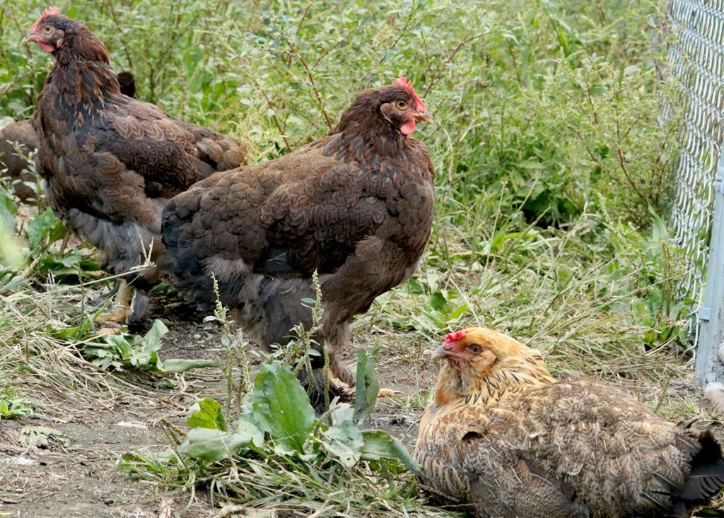 three chickens hanging out on the ground near a chain-link fence.