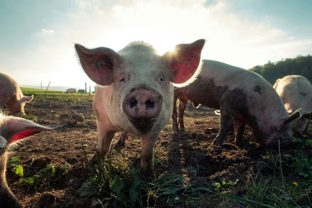 A pig stares curiously directly at the camera, while other swine root around in the background.
