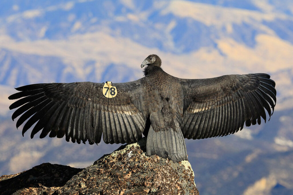 A condor perched on a high rock spreads their wings wide. On the leading edge of one wing, is a round numbered tag, used by conservationists. The tag is fairly large (to be able to identify these birds from afar), but not so much that it interferes with wing function.