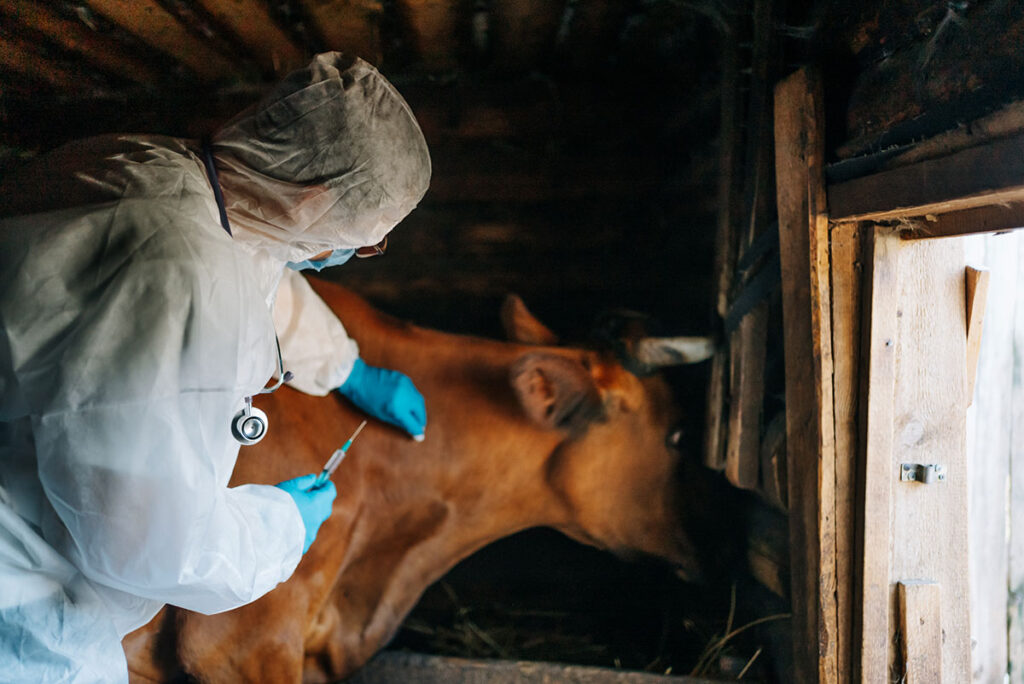 A veterinarian wearing protective clothing administers a vaccine injection to a cow inside a wooden barn, illustrating livestock vaccination and biosecurity practices.