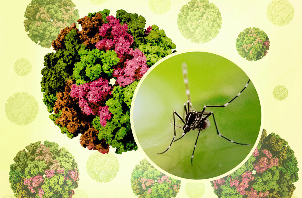 Composite image featuring a close-up of an Aedes mosquito with a slender body, long legs, and distinctive banded markings on its legs and thorax, shown on a smooth background. Surrounding the mosquito are large, spherical chikungunya virus-like particles (VLPs), illustrated as dense, three-dimensional clusters made of repeating lumpy, textured surface structures. These spherical particles represent the outer shell of the virus and are used in research to study virus architecture and support vaccine development.