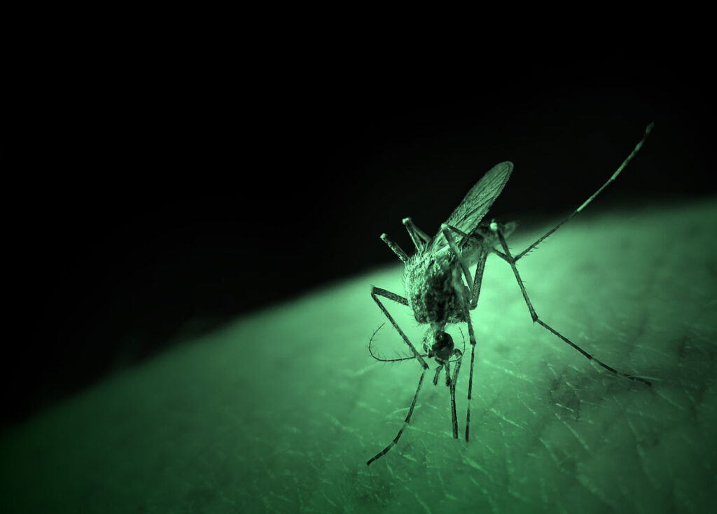 Extreme close-up of a mosquito with long legs and a slender proboscis piercing human skin to take a blood meal. The image highlights fine details of the mosquito’s body, wings, and feeding posture, representing the biological mechanism through which viruses like West Nile virus can be transmitted from insect to human host.