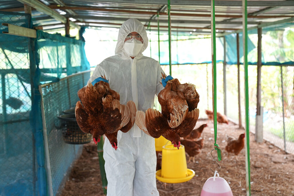 A person wearing full protective gear, including a hooded suit, gloves, face mask, and goggles, holds multiple chickens by their legs inside a poultry enclosure. The scene shows biosecurity measures in place to manage avian influenza risks and prevent zoonotic transmission.