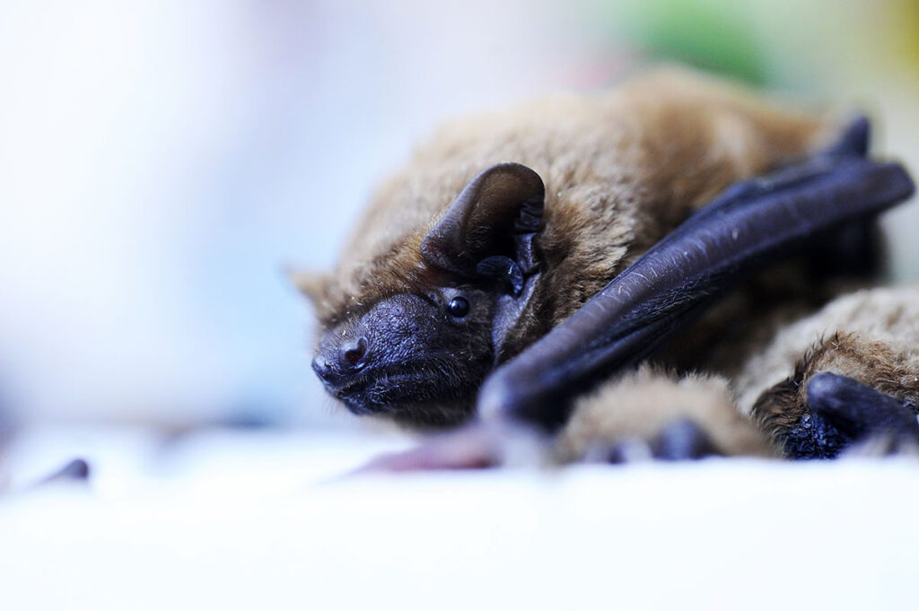 Close-up photograph of a bat resting on a flat surface, showing its face, ear, and partially folded wing. The bat appears alert, with fine detail visible on its snout, fur, and forelimb.