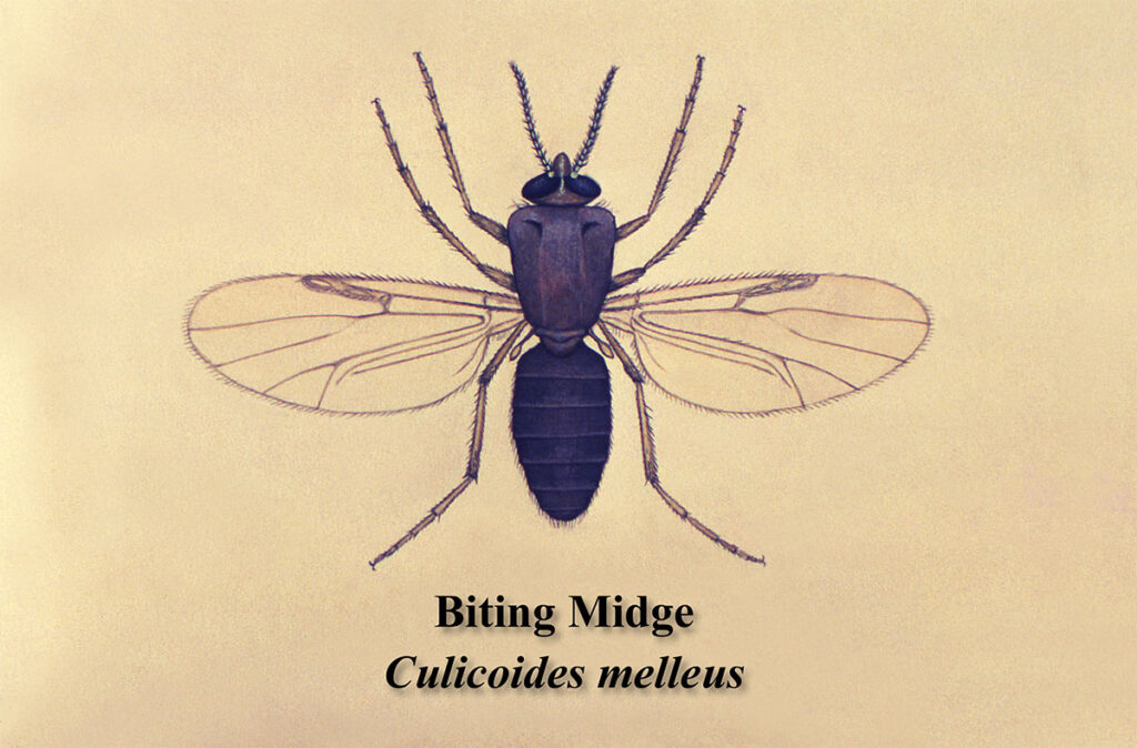 An illustration showing a dorsal view of a biting midge, Culicoides melleus, with six legs, a rounded head with antennae, and two prominent wings extending laterally from the thorax. This type of insect is a small vector known for transmitting arboviruses like Oropouche virus.