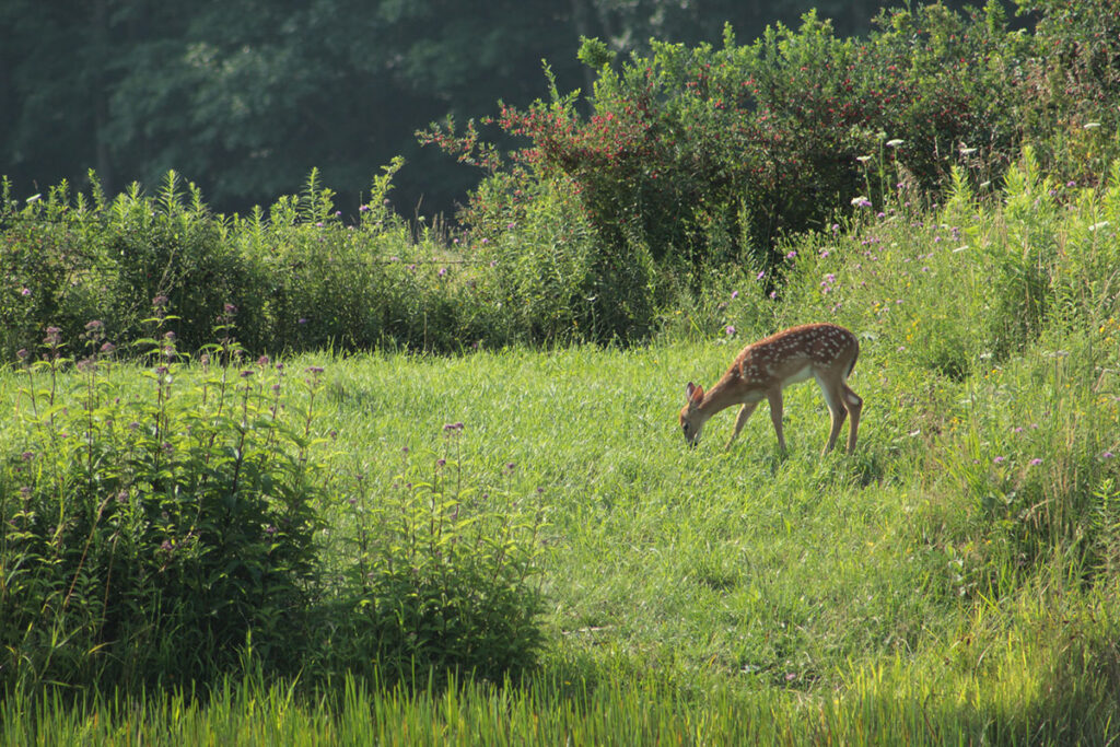 A white-tailed deer grazing alone in a grassy field near shrubs and wildflowers at the edge of a forest clearing.