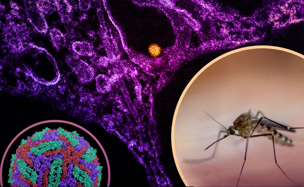 Composite scientific image showing three key elements related to West Nile virus. The main background is a microscopic image of virus particles emerging from a host cell. One circular inset displays a structural model of the virus. Another inset shows a close-up of a mosquito on human skin, representing the primary vector of transmission.