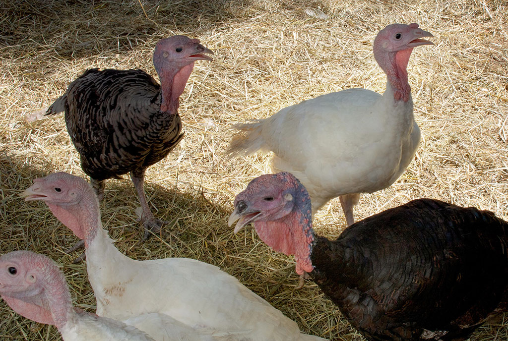A group of domestic turkeys of varying feather colors standing together on straw-covered ground inside a shaded enclosure. Turkeys are among the poultry species most affected by the H5N1 avian influenza outbreak.
