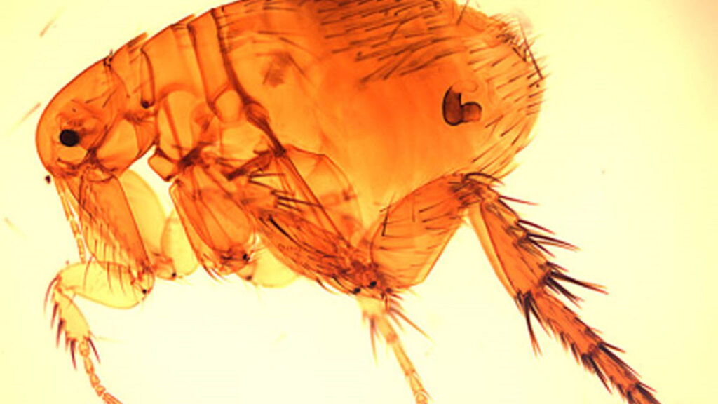 the flea looks crustacean-like, and appears more meanacing magnified than it would to the naked eye.