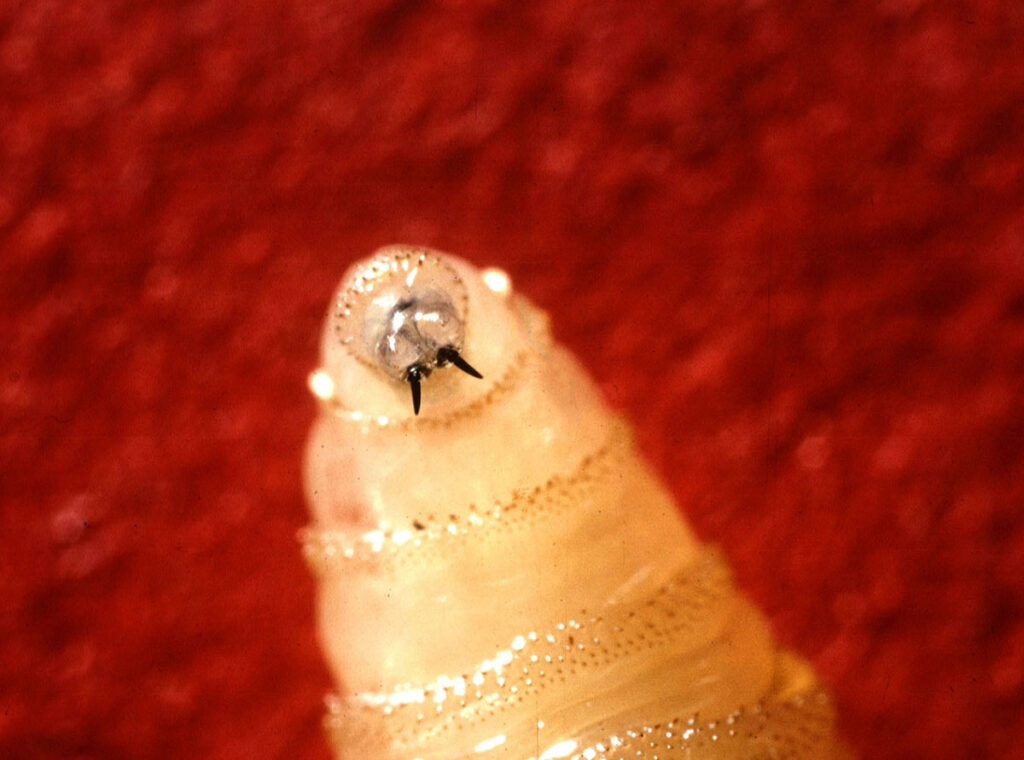 U.S. Escalates New World Screwworm Defenses With New Facility, Emergency Drug Authorizations, and Updated Response Plans Extreme close-up photograph of a New World screwworm larva (Cochliomyia hominivorax), showing the segmented, cylindrical body tapering toward the head end, which bears two prominent curved mouth hooks used to pierce and feed on living tissue. Small spine-like projections ring each body segment.