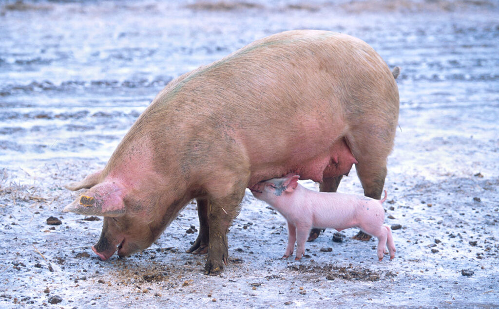 A mother pig and piglet