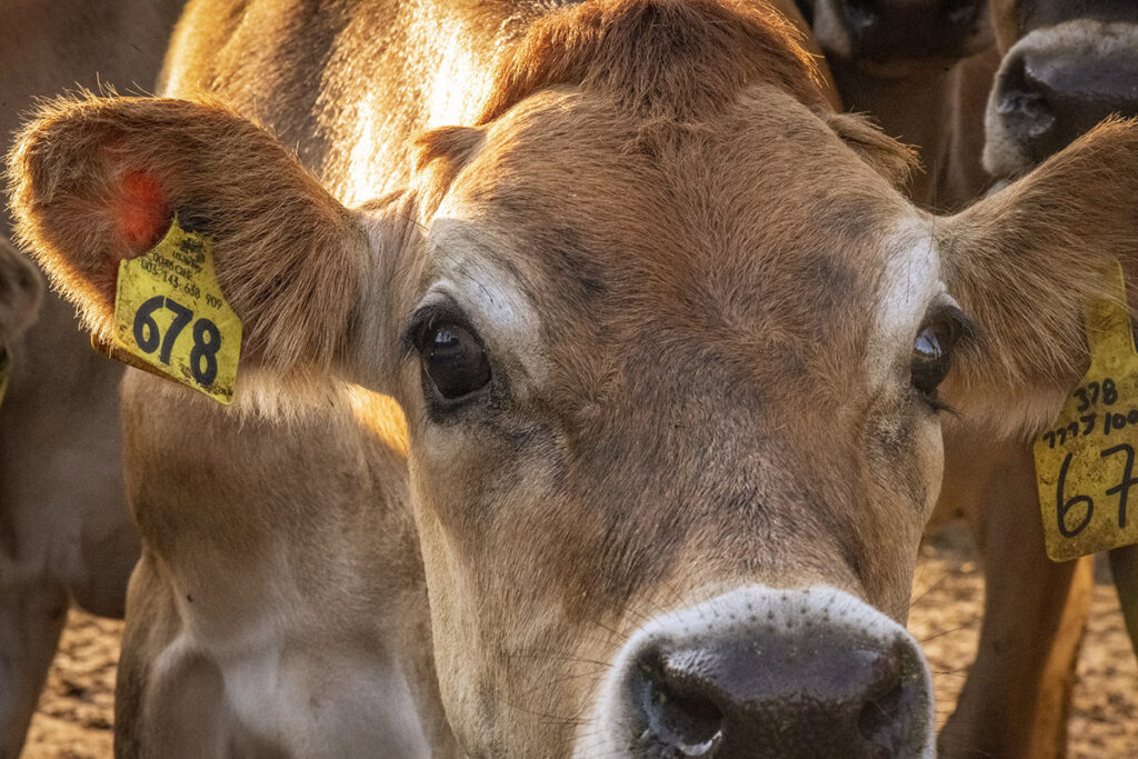 A close-up photograph of a dairy cow's face showing its head and ears. The cow wears two yellow identification ear tags with numerical markings. The animal's eye, nose, and facial features are clearly visible, displayed in direct frontal view. Additional cattle are visible but out of focus in the background.