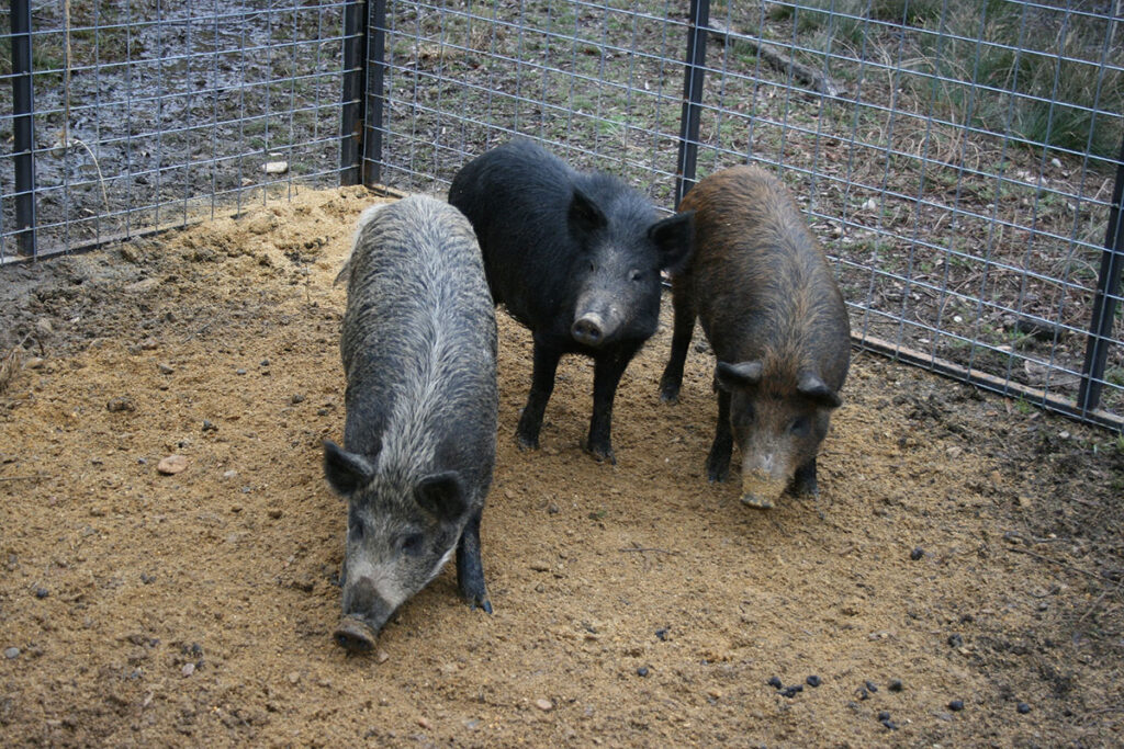 Three feral pigs stand together in a confined pen with metal fencing. The animals are positioned on a dirt substrate, with one pig foraging at ground level in the foreground and two others standing nearby. The enclosure shows sturdy metal gate panels and wire fencing typical of livestock containment. Sparse grass and vegetation are visible at the perimeter of the pen.
