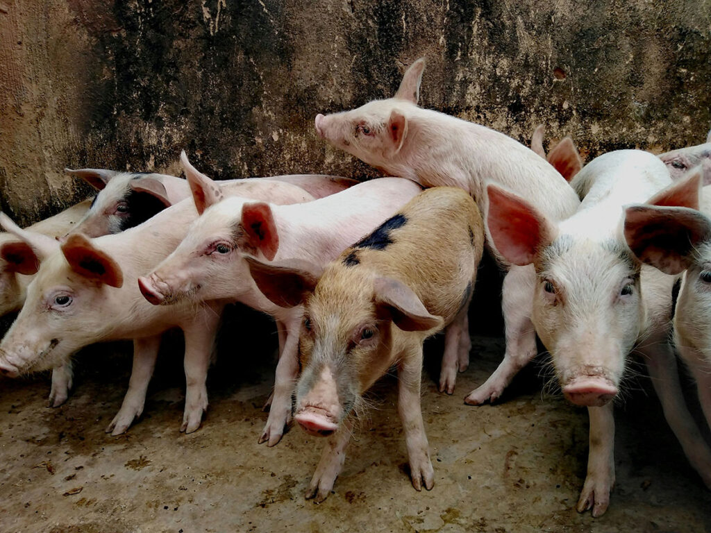 A group of pigs of varying sizes stands together in a farm enclosure. Several pigs face toward the camera while others are shown in profile. The animals are on a concrete or packed earth floor against a deteriorating wall with visible weathering and discoloration. The pigs display different coat patterns and sizes, ranging from younger to mature animals in close quarters typical of intensive farming operations.