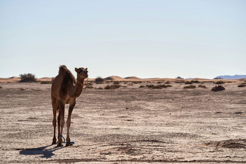 Camel Prion Disease Confirmed in Tunisia, Raising Questions About Regional Spread A single camel stands in an arid desert landscape with sparse vegetation scattered across the terrain. Sand dunes are visible in the distance beneath a clear sky. The camel is tethered and faces toward the camera, showing its full body and characteristic humped back against the open desert setting.