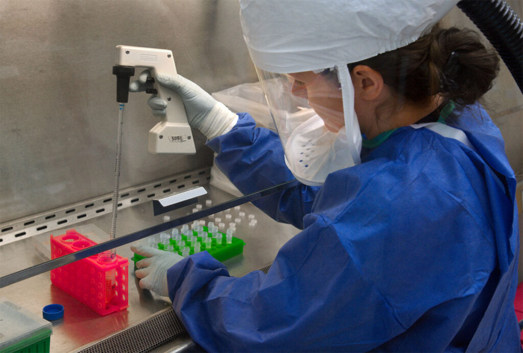 A laboratory scientist wearing protective equipment including a gown, gloves, and clear face shield works inside a biosafety cabinet. The scientist uses a pipette to transfer viral samples into organized sample holders and vials. Various laboratory materials including red and green sample trays and collection tubes are visible on the work surface. The biosafety cabinet's interior lighting and containment structure are visible, reflecting the controlled laboratory environment.