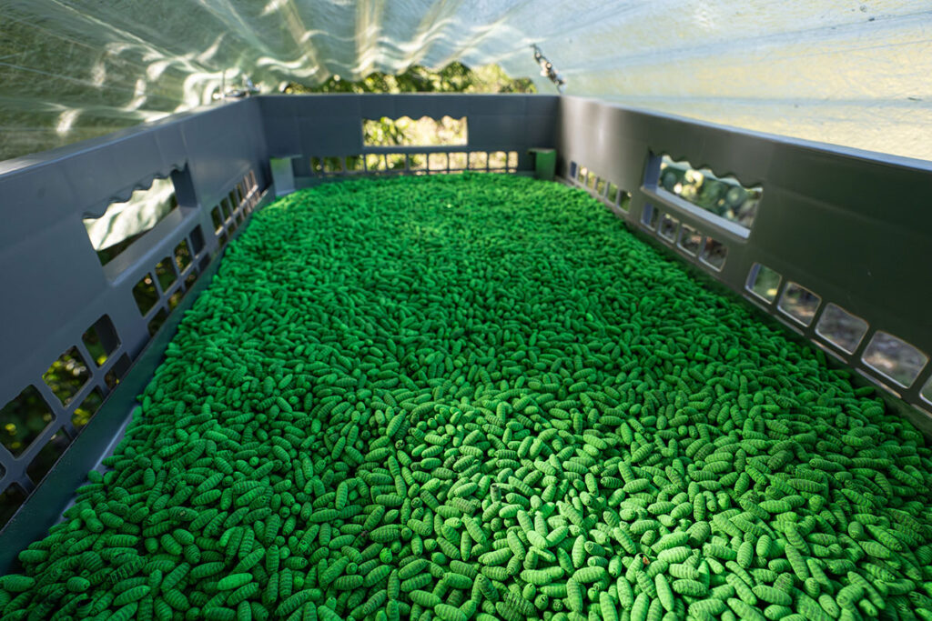 An overhead view of a large industrial container filled with thousands of pupae densely packed across the entire surface. The pupae are small, elongated forms arranged tightly together. The container has dark walls with ventilation ports and monitoring windows visible on both sides. Overhead lighting illuminates the interior, and vegetation is visible through an opening or window at the top of the frame, indicating an outdoor or semi-outdoor facility setting.