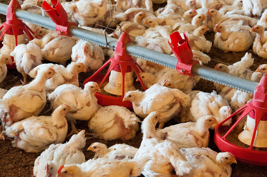 Kansas Lawmakers Respond to Sweeping USDA Staffing Cuts Hitting Rural Communities A crowded poultry barn interior showing dozens of chickens gathered around multiple metal feeding troughs suspended from overhead structures. The birds are densely packed on the barn floor, with various feeders distributed throughout the space. Metal pipes and hanging equipment are visible above, typical of intensive commercial poultry farming infrastructure. The birds display typical farm chicken plumage and postures in a confinement facility setting.