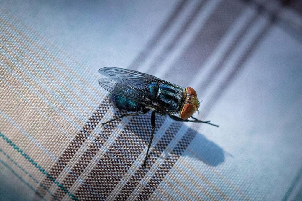 A close-up photograph of a parasitic fly resting on a mesh or netting surface. The insect displays a robust body with clearly visible compound eyes, bristled legs, and transparent wings. Fine details of the fly's anatomy are visible, including segmented body structures and leg joints. The mesh fabric beneath the fly shows a regular grid pattern.