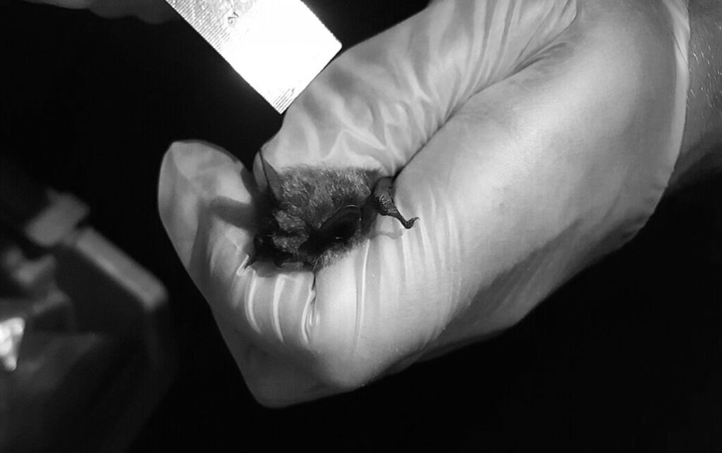 A gloved hand gently holds a small bat in a cupped position. The bat's head, ears, and wing membrane are clearly visible. The researcher is wearing protective gloves while carefully supporting the animal. The image captures the small size of the bat and illustrates the close contact necessary for field studies and animal handling.