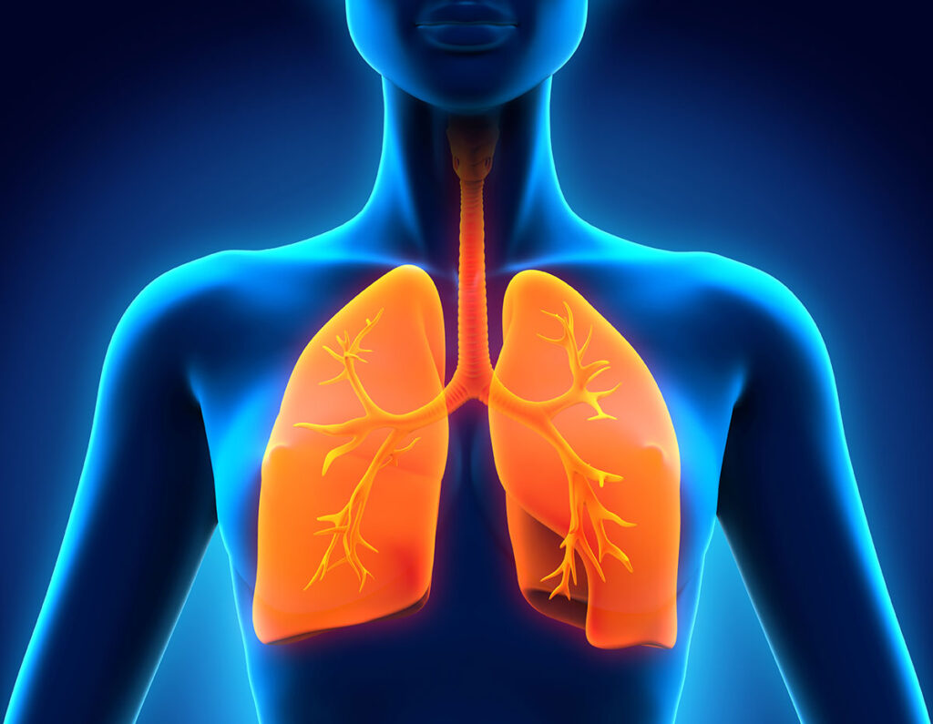 When Chemical Weapons Leave a Lasting Mark: Decoding the Molecular Scars of Mustard Gas and Smoke A medical illustration depicting the human respiratory system from the front, showing the trachea descending into branching bronchi within both lungs. The lungs display detailed bronchial tree structures with visible branching patterns throughout the tissue. The illustration shows the lungs in anatomical position within the chest cavity, positioned beside the trachea and connected airways.