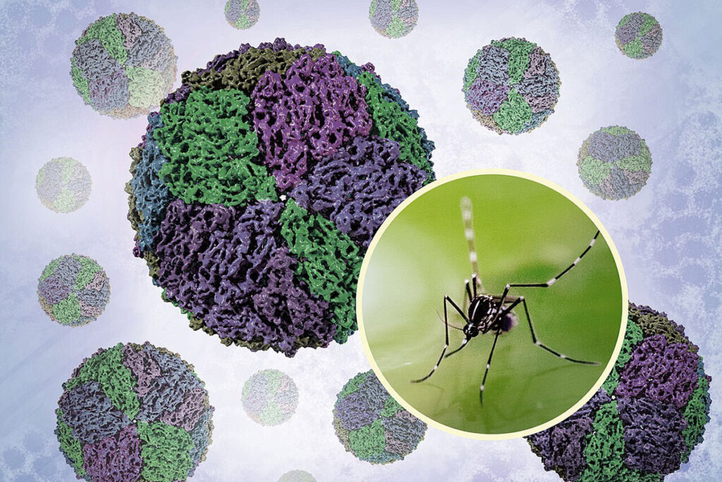 A composite scientific illustration shows dengue virus particles rendered through cryo-electron microscopy at high magnification, displayed alongside a photograph of an Aedes mosquito. The virus particles display spherical structures with visible surface detail. The mosquito is shown in profile with characteristic long legs, segmented body, and feeding proboscis clearly visible. The layout demonstrates the relationship between the pathogen and its arthropod vector.