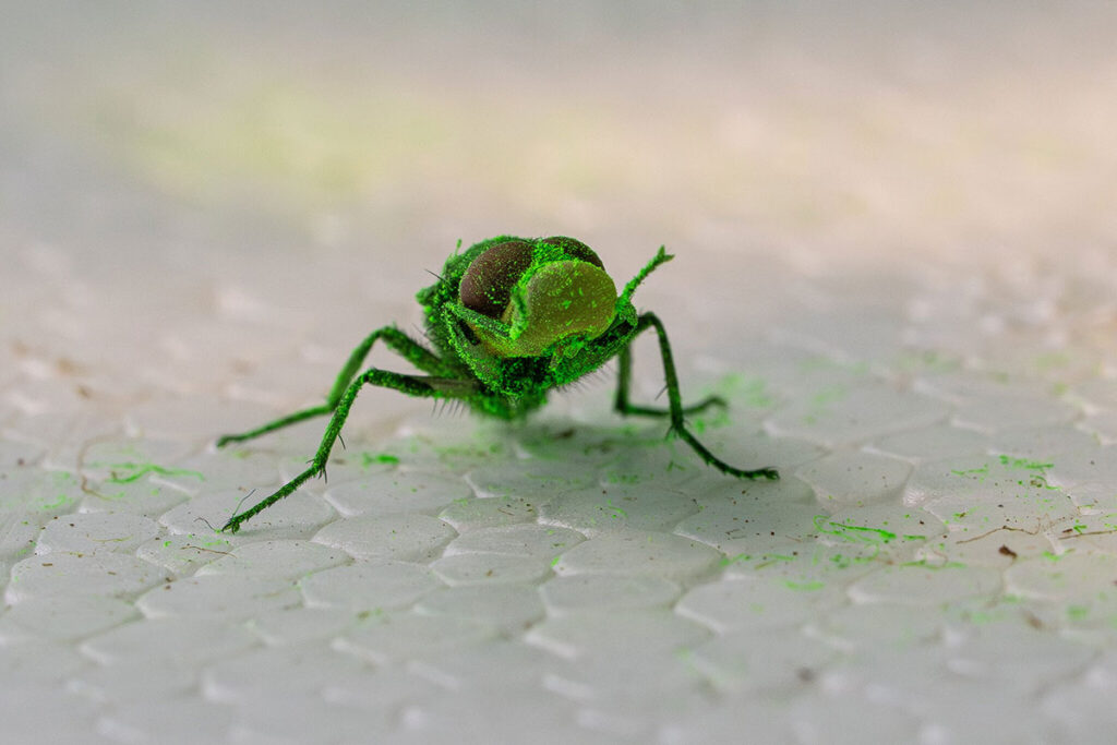 A close-up photograph of a screwworm fly on a light surface. The insect's body is coated with visible fluorescent tagging material, giving it a distinct appearance. The fly displays characteristic features including long, thin legs, antennae, and a robust body. The background is blurred and light-toned, focusing attention on the marked insect itself.