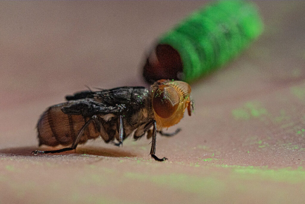 A Million Sterile Flies and a Ground-Level Fight Against New World Screwworm in Texas