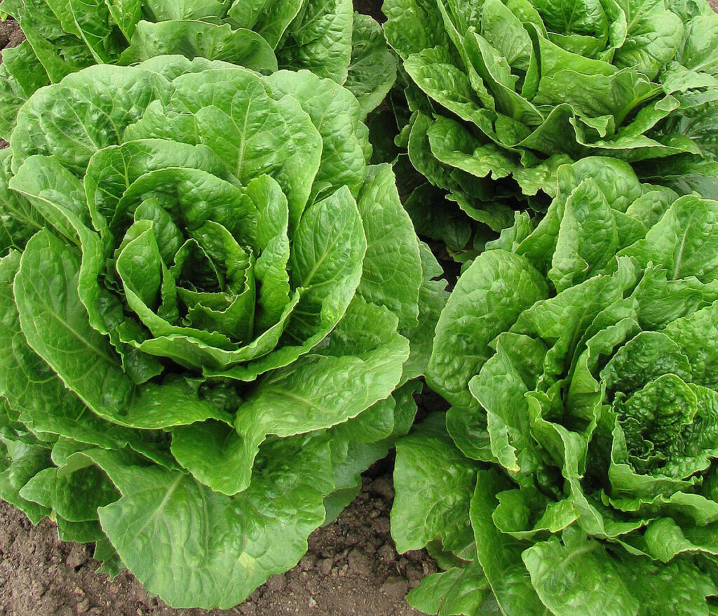 Multiple heads of romaine lettuce growing in a field, viewed from above. The lettuce displays full, layered leaf formations typical of mature plants, with leaves tightly packed in heads. Soil is visible between the plants. The image shows a dense planting of healthy lettuce crops ready for harvest.