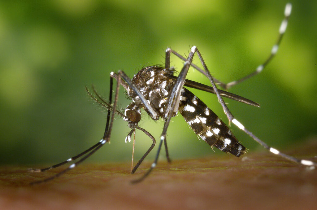 Mosquitoes, Microbes, and a Warming World: The Infectious Disease Threats Reshaping Global Health A close-up image of a mosquito with a black body marked by distinctive white spots and stripes, including a single white stripe down the length of its thorax, perched on human skin. Its long, thin legs, banded in black and white, extend outward, and its proboscis is inserted into the skin's surface. The background is a soft, blurred green.