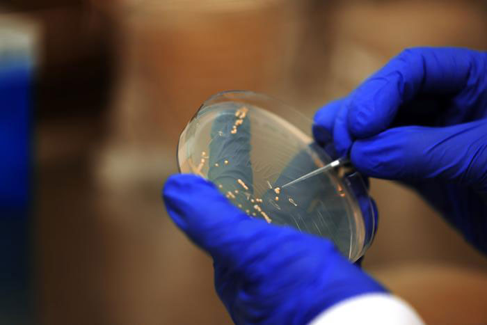 A Yeast-Brewed Flu Shot That Could Outlast the Season A pair of gloved hands holds a petri dish up close, tilting it toward the camera. One hand uses a thin metal inoculation loop to streak small clusters of pale, raised colonies across the surface of the agar, arranged in zigzag lines across the dish. The background is softly blurred with warm, indistinct tones.