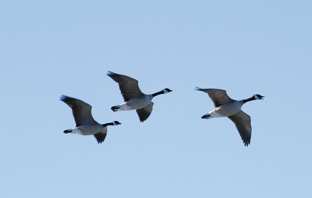 Three waterfowl in flight are arranged in a loose formation against a clear sky. The birds display the characteristic body shape and wing configuration of geese during migration, with necks extended in flight posture.