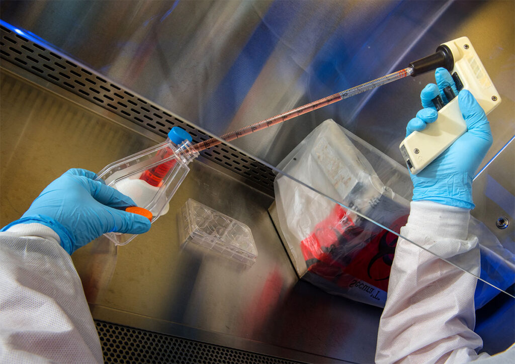 An overhead view inside a laboratory biosafety cabinet shows two gloved hands at work. One hand holds a flask containing red liquid while a pipette, controlled by a pipette gun in the other hand, draws liquid from it. A multi-well plate and a biohazard-labeled bag sit on the work surface in the background, with ventilation slats visible along the top of the cabinet.