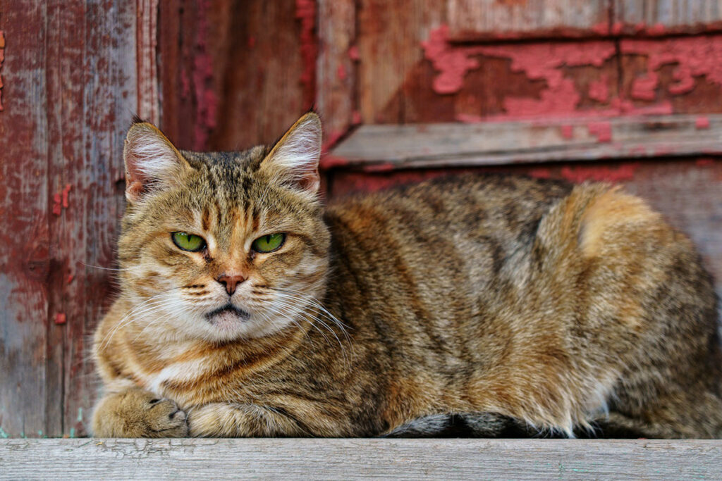 A tabby cat with green eyes and folded front paws lies stretched out on a wooden ledge, gazing directly at the camera. Behind it, a weathered wooden wall shows peeling red and brown paint in a rustic barn setting.