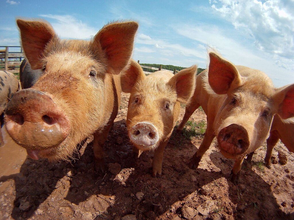 Experimental Study Reveals H5N1 Can Infect Swine Without Obvious Signs A group of pigs stands together in a farm enclosure with dirt and mud covering the ground. Several animals are positioned in the foreground, facing toward the camera, while others are visible in the background. The outdoor farm setting includes fencing, structures, and vegetation in the distance. The scene depicts a typical swine farming environment.