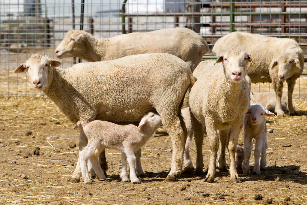 When Farm Animals Get Sick, Human Health Is Often Next A group of sheep and lambs stand together in a fenced outdoor enclosure. Several adult sheep with full wool coats are positioned alongside young lambs, including one nursing from an adult. Ear tags are visible on some of the animals. The enclosure features metal fencing and dirt ground with scattered straw, with additional structures visible in the background.