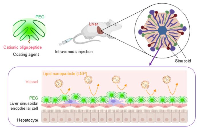 A technical diagram in four parts. At top left, a branching molecular structure labeled "PEG" sits above a coiled strand labeled "Cationic oligopeptide," together identified as "Coating agent." At top center, a mouse receives an intravenous injection via a needle in its tail, with its liver highlighted; a line labeled "Intravenous injection" points to the injection site. At top right, a circular cross-section diagram shows a hexagonal arrangement of branching structures radiating from a central channel labeled "Sinusoid," with small round particles studding the outer edge. Along the bottom, a bordered panel presents a layered cross-section: a "Vessel" space at top contains round spiky particles labeled "Lipid nanoparticle (LNP)" with curved arrows showing them bouncing away from a dense layer of branching structures labeled "PEG"; below that is a layer of "Liver sinusoidal endothelial cell," and at the bottom a row of larger cells labeled "Hepatocyte."