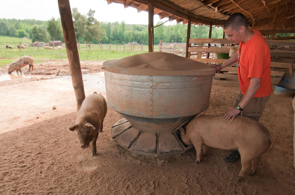 A farmworker stands at a large feeding trough in an open farm structure, working directly with pigs that approach to feed. Multiple pigs are visible both at the trough and in the surrounding farm area. The outdoor farm setting includes wooden structures, fencing, and other animals grazing in the distance. The scene depicts direct close-contact work between farmworkers and animals without protective barriers or equipment.