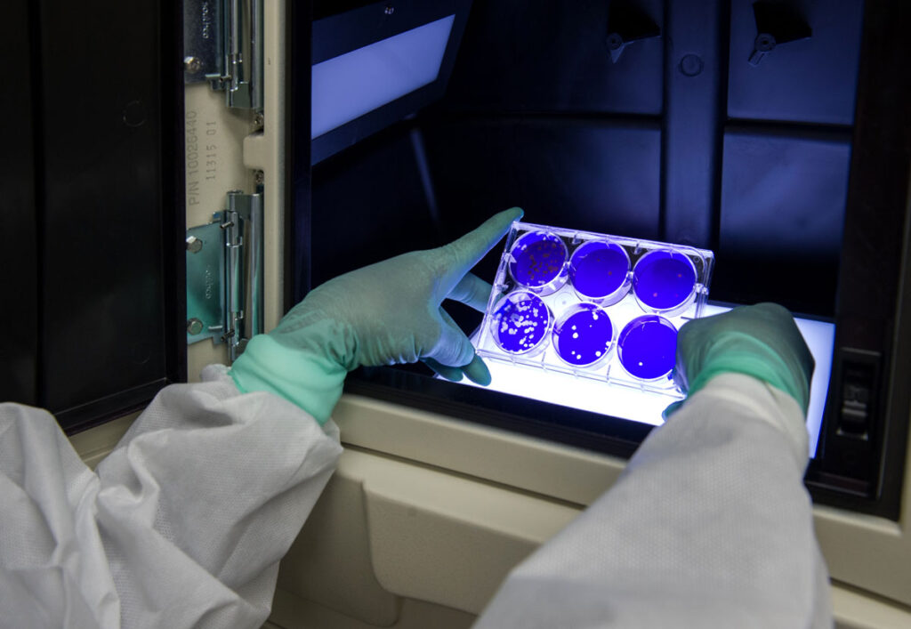 A person wearing green gloves and a white lab coat reaches into a dark biosafety cabinet to hold a six-well plate up against an illuminated light panel. Each circular well contains a deep purple-stained surface dotted with small pale spots of varying sizes and clusters. The interior of the cabinet is otherwise dark, with equipment and vents visible in the background.