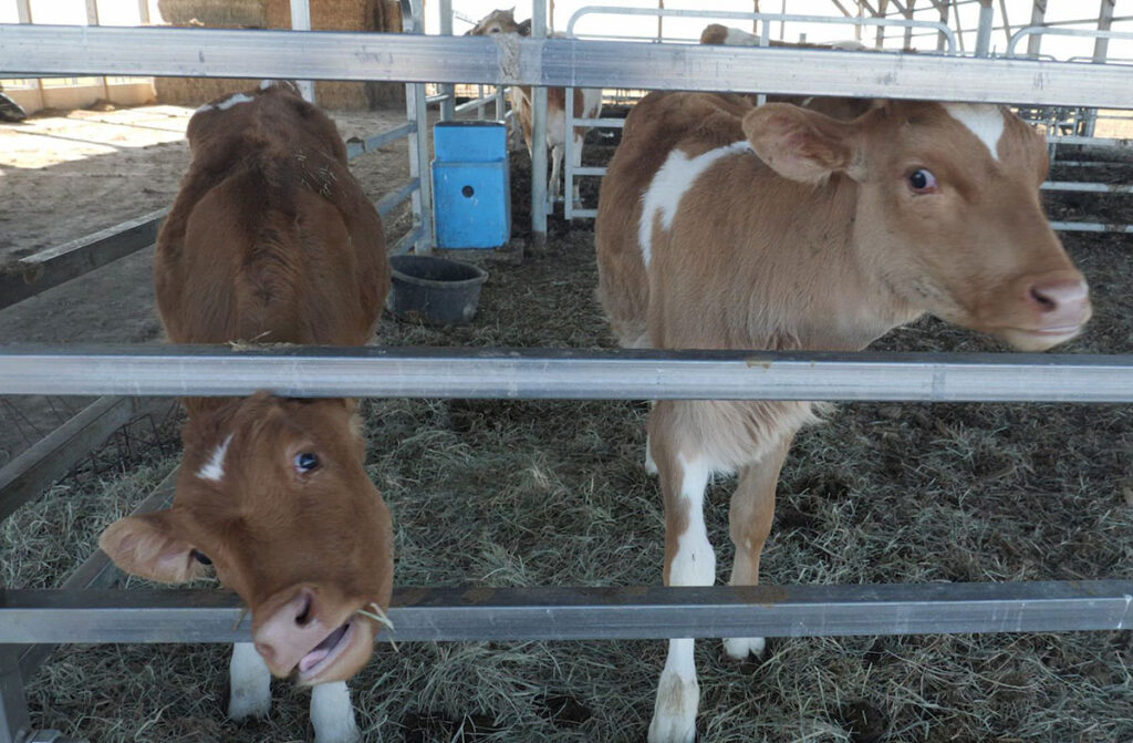 Three young calves with short coats and white facial markings stand in metal-fenced pens bedded with straw, peering through the horizontal bars toward the camera. A blue feed container and a dark bucket sit in the background, with additional cattle visible further back in the enclosure.